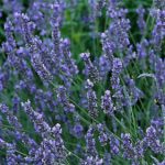 Lavender x Intermedia 'Grosso' Perennial XXL Supersize Plug Plants Pack x3