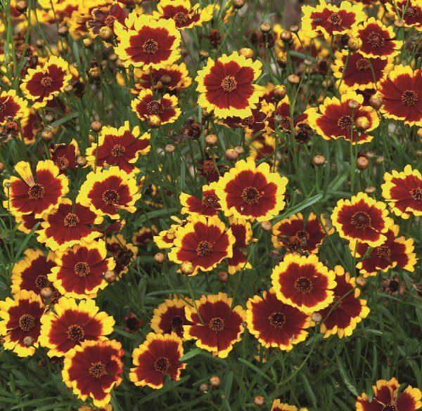 Coreopsis Chorasan Yellow Bicolor Perennial Garden Plug Plants Pack x6