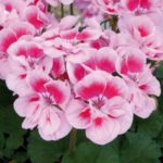 Geranium Zonal Grandeur® 'Light Pink Splash' Summer Plug Plants Pack x6