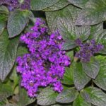 Heliotrope Honey Blue Summer Flowering Plug Plants Pack x6