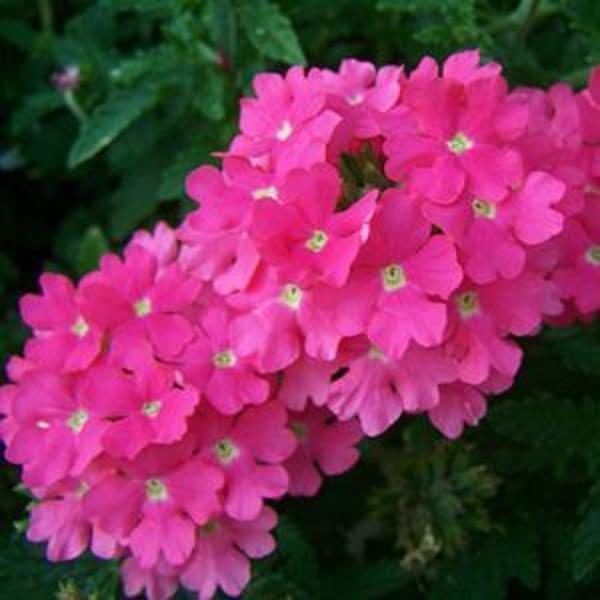 Verbena Trailing Vectura® 'Pink' Garden Basket Plug Plants Pack x6