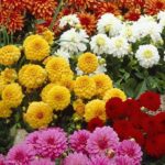 Dahlia Dwarf Bedding / Pot Lubega® Power Mixed Plug Plants Pack x6