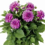 Dahlia Dwarf Bedding / Pot Lubega® Power Mixed Plug Plants Pack x6