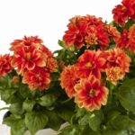 Dahlia Dwarf Bedding / Pot Lubega® Power Mixed Plug Plants Pack x6