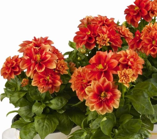 Dahlia Dwarf Bedding / Pot Lubega® Power Mixed Plug Plants Pack x6