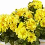 Dahlia Dwarf Bedding / Pot Lubega® Power Mixed Plug Plants Pack x6