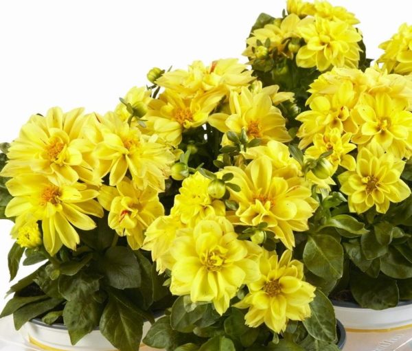 Dahlia Dwarf Bedding / Pot Lubega® Power Mixed Plug Plants Pack x6