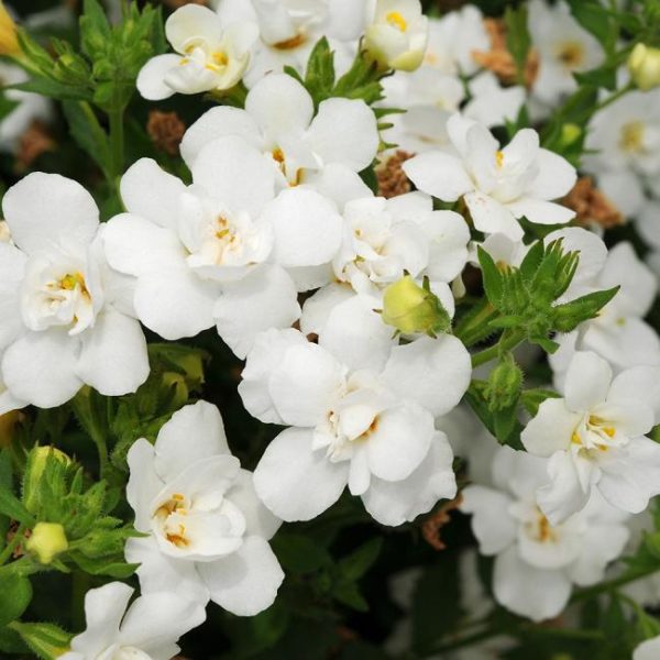 Bacopa Trailing Baristo® Double White Plug Plants Pack x6
