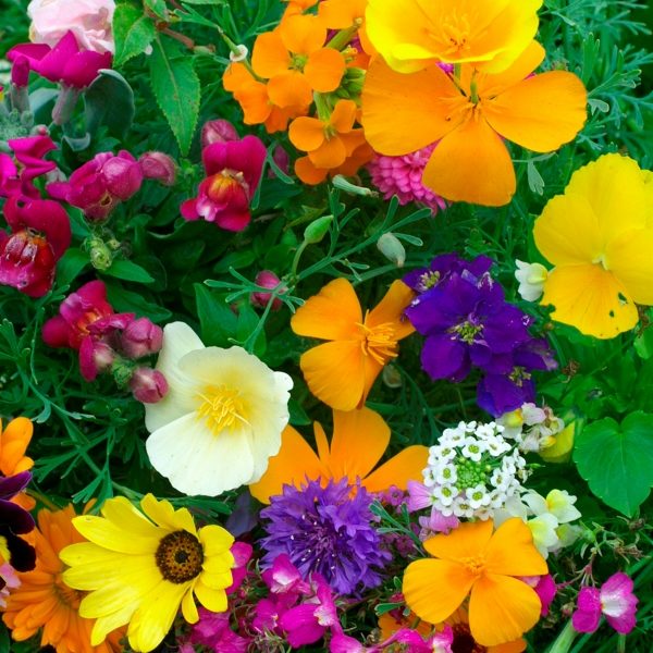Dwarf Hardy Annuals Mixed Pack King's Quality Seeds