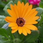 Osteospermum Cape Daisy Erato® 'Special Orange' Summer Plug Plants Pack x6