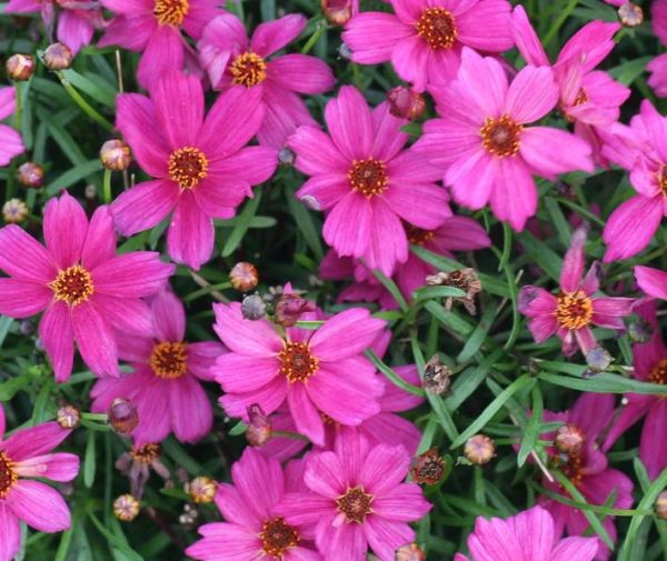 Coreopsis Limerock Passion™ Perennial Garden Plug Plants Pack x6