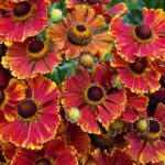 Helenium Autumnale ‘Helena Mixed’ Perennial Plug Plants Pack x6