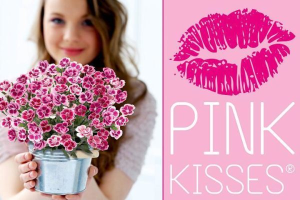 Dianthus Special Pink Kisses® Garden Pinks Perennial Plug Plants Pack x6