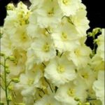 Delphinium Elatum 'Sungleam' Perennial Garden XXL Supersize Plug Plants Pack x3