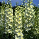 Delphinium Elatum 'Sungleam' Perennial Garden XXL Supersize Plug Plants Pack x3