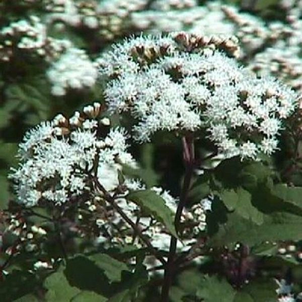 Eupatorium Rugosum 'Chocolate' Perennial XXL Supersize Plug Plants Pack x3
