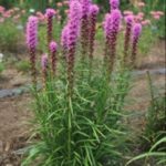 Liatris Spicata Floristan 'Kobold' Perennial XXL Supersize Plug Plants Pack x3
