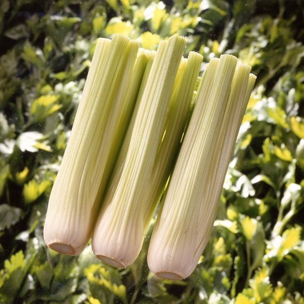 Celery 'Victoria F1' Pack Kings Quality Vegetable Garden Seeds