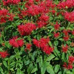 Monarda 'Fireball' Bergamont Supersize XXL Plug Plants Pack x3