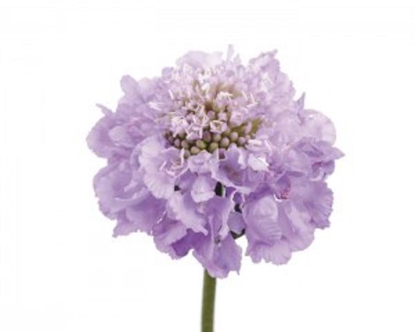 Scabious / Scabiosa Cottage Garden Lavender Scoop™ Perennial Plug Plants Pack x6