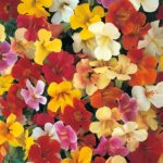 Mimulus (Monkey Flower) 'Magic Mix' Summer Garden Plug Plants Pack x6