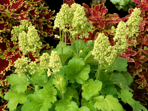 Heuchera Little Cutie Series™ 'Blondie in Lime' Perennial Large Plug Plants Pack x6