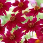 Coreopsis Limerock Ruby Perennial Garden Plug Plants Pack x6