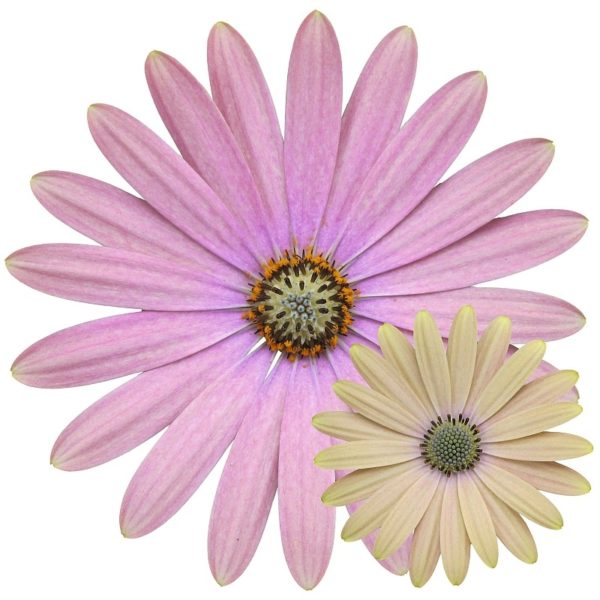 Osteospermum Cape Daisy Erato® 'Spring Lemon' Summer Plug Plants Pack x6