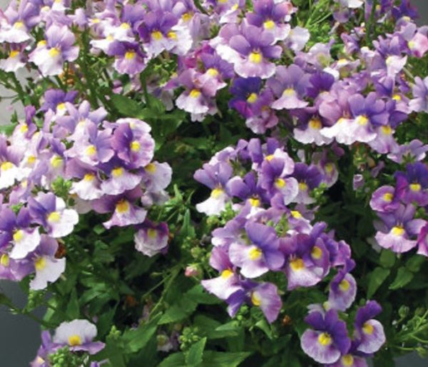 Nemesia 'Berries & Cream' Summer Garden / Basket Plug Plants Pack x6
