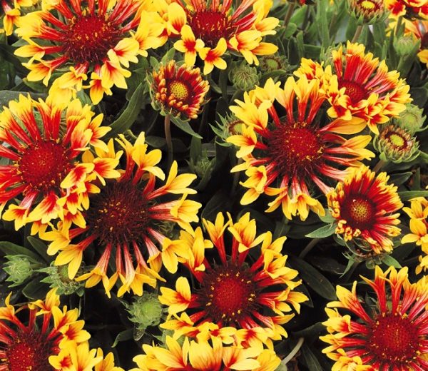 Gaillardia 'Fanfare' Perennial Garden Plug Plants Pack x6