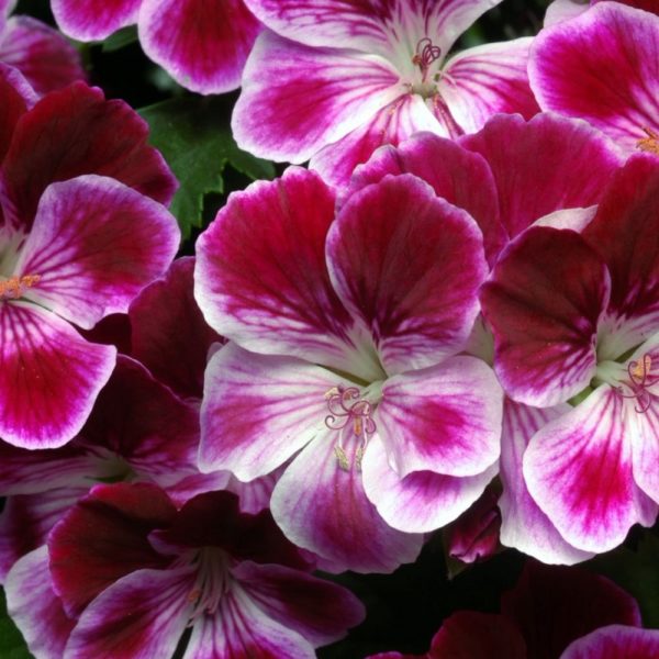 Pelagonium Geranium Scented Angel Eyes® Burgandy Plug Plants Pack x6