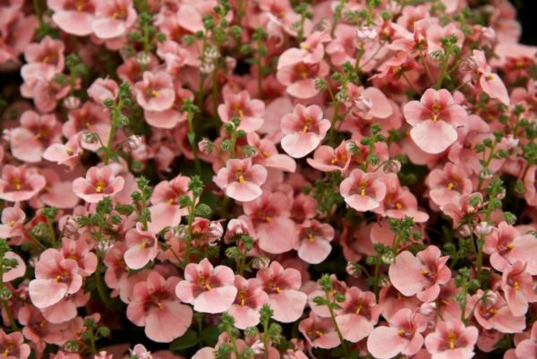 Diascia Little Dazzler Garden Basket Plug Plants Pack x6