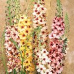 Verbascum Hybrida 'Southern Charm' Perennial (LARGE) Plug Plants Pack x6