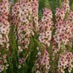 Verbascum Hybrida 'Southern Charm' Perennial (LARGE) Plug Plants Pack x6