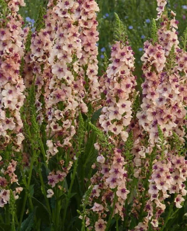 Verbascum Hybrida 'Southern Charm' Perennial (LARGE) Plug Plants Pack x6