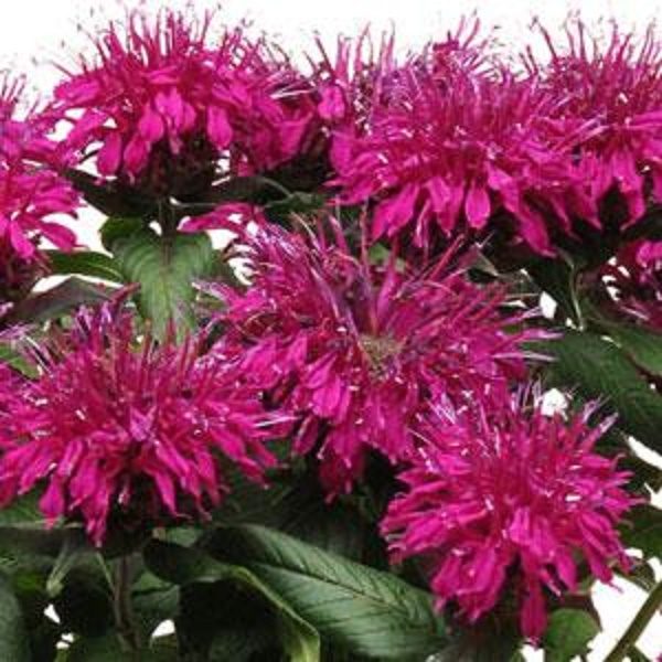 Monarda Balmy™ Purple Bergamont Perennial Aromatic Plug Plants Pack x6