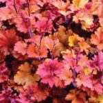 Heuchera x Hybrida 'Marmalade' Perennial Large Garden Plug Plants Pack x6