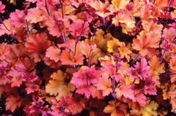 Heuchera x Hybrida 'Marmalade' Perennial Large Garden Plug Plants Pack x6
