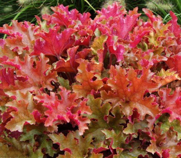 Heuchera x Hybrida 'Marmalade' Perennial Large Garden Plug Plants Pack x6