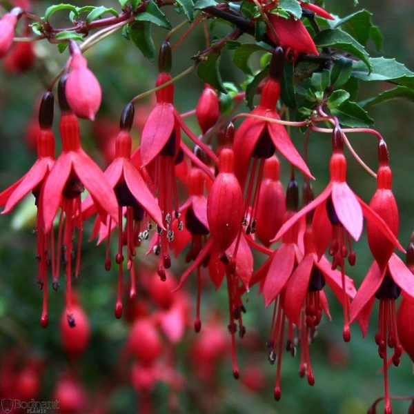 Fuchsia Hardy Bush Magellanica 'Ricartonii' Garden Plug Plants Pack x6