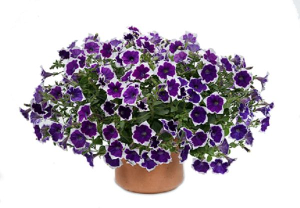 Petunia Trailing Cascadias Rim Violet Summer Garden/Basket Plug Plants Pack x6