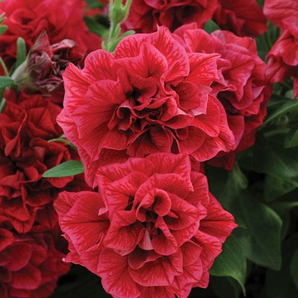 Petunia Trailing Tumbelina 'Inga' Basket / Garden Plug Plants Pack x6