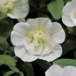 Calibrachoa Trailing Mini Petunia 'Double White' Plug Plants Pack x6