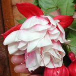 Fuchsia Trailing Giant 'Snowburner' Garden Plug Plants Pack x6