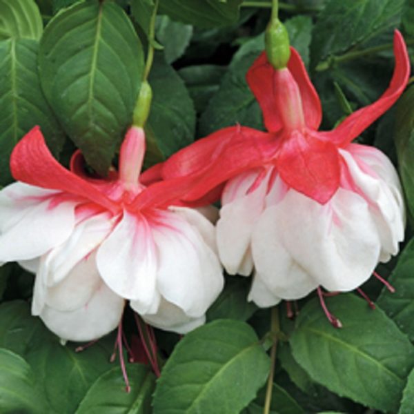 Fuchsia Trailing Giant 'Snowburner' Garden Plug Plants Pack x6