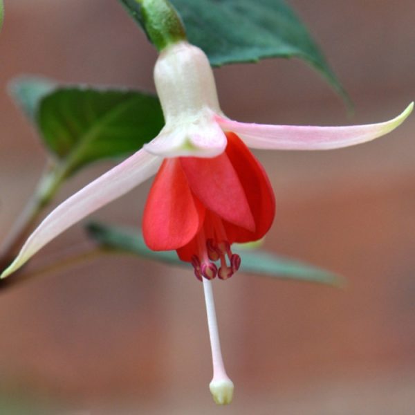 Fuchsia Upright Bush 'Mandarin Cream' Summer Garden Plug Plants Pack x6