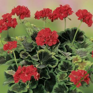 Geranium Zonal Variegated Grandeur® 'Occold Shield' Summer Plug Plants Pack x6