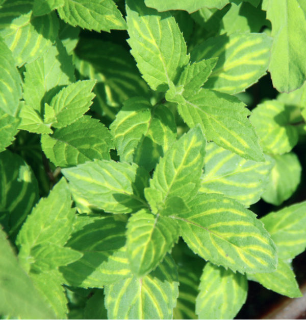 Mentha Ginger Mint Perennial Garden Herb Plug Plants Pack x6
