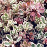 Sedum Spurium Tri-Color™ Perennial Plug Plants Pack x6
