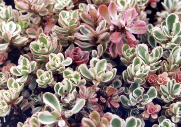 Sedum Spurium Tri-Color™ Perennial Plug Plants Pack x6